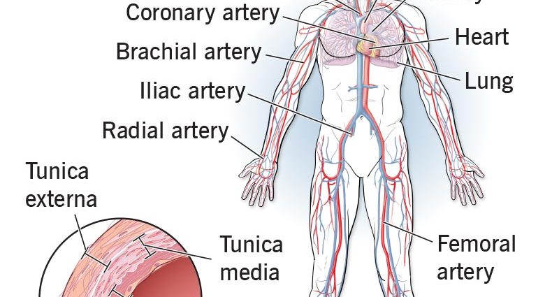 Artery &#8211; What are arteries and what functions do they perform in the body?