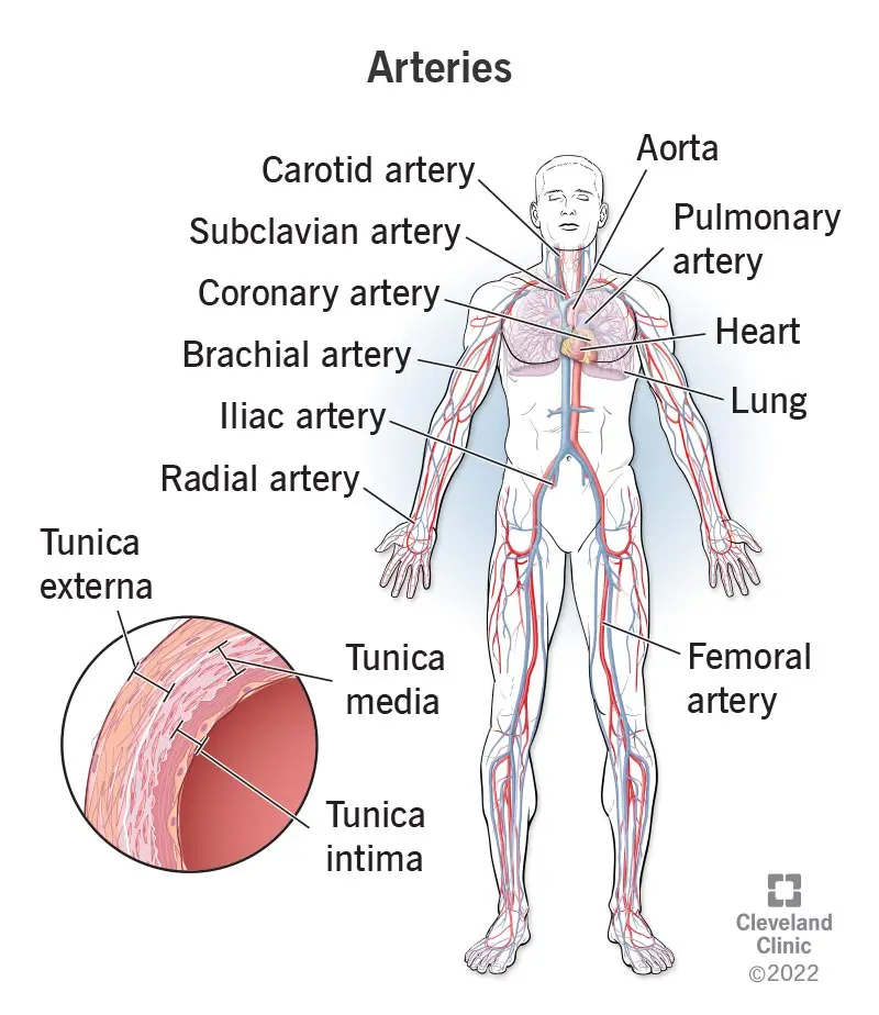 Artery &#8211; What are arteries and what functions do they perform in the body?