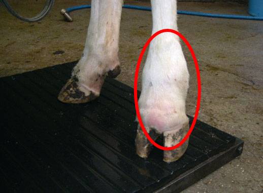 Arthritis in cattle