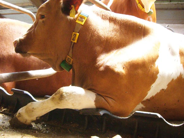 Arthritis in cattle