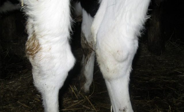 Arthritis in cattle