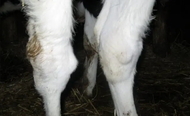 Arthritis in cattle