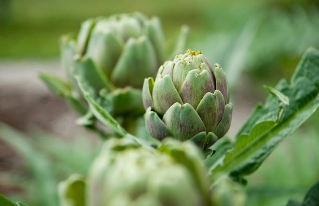 Artichoke: useful properties and contraindications