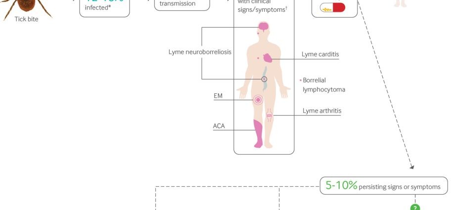 Articular Lyme disease &#8211; course and treatment