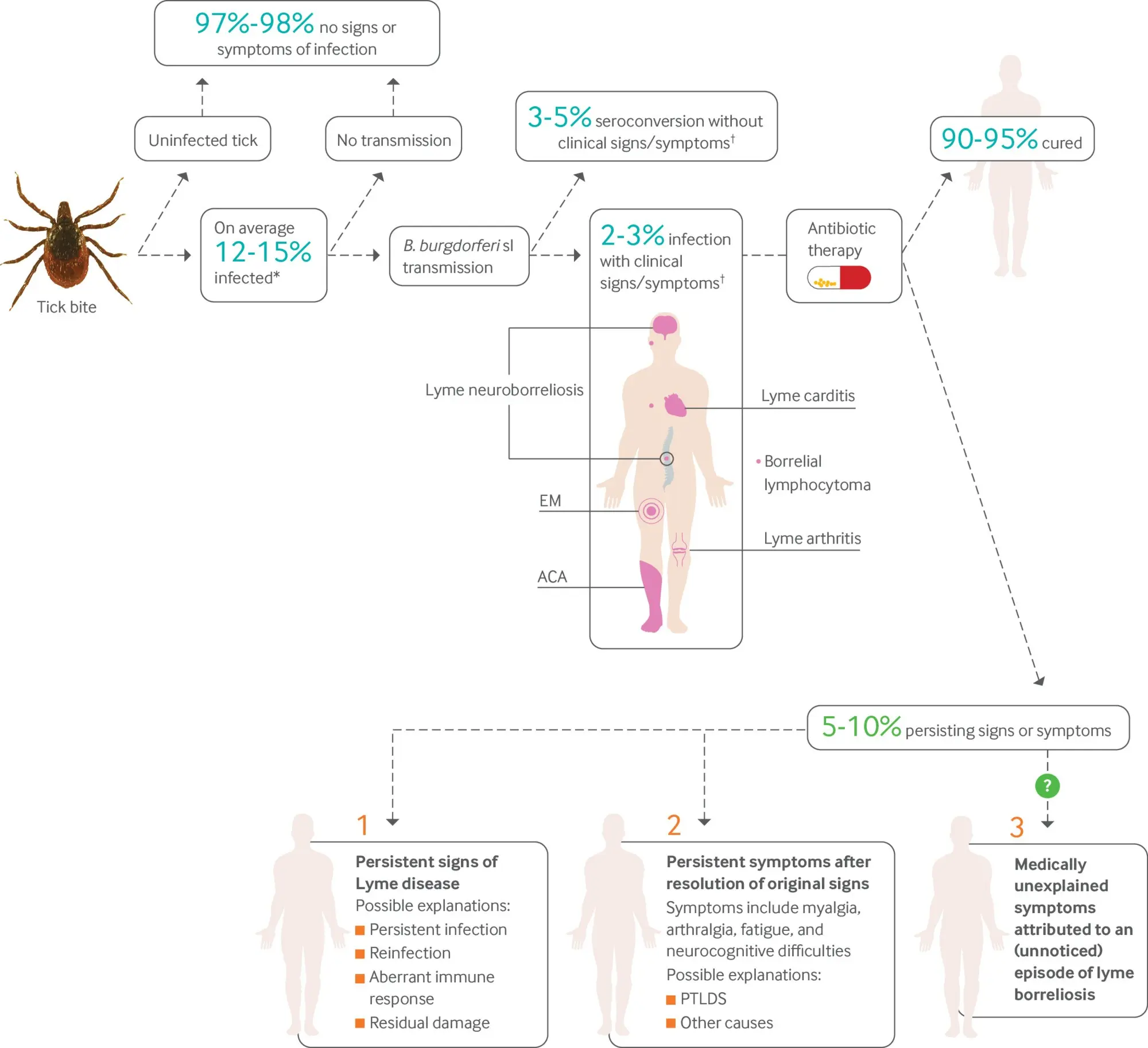 Articular Lyme disease &#8211; course and treatment