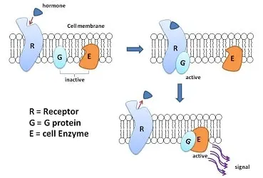 Artificial protein blocks cancer