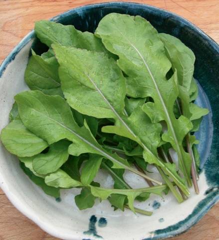 Arugula: the best varieties