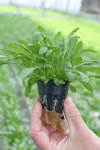 Arugula: the best varieties