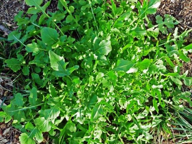 Arugula: the best varieties