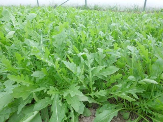 Arugula: the best varieties