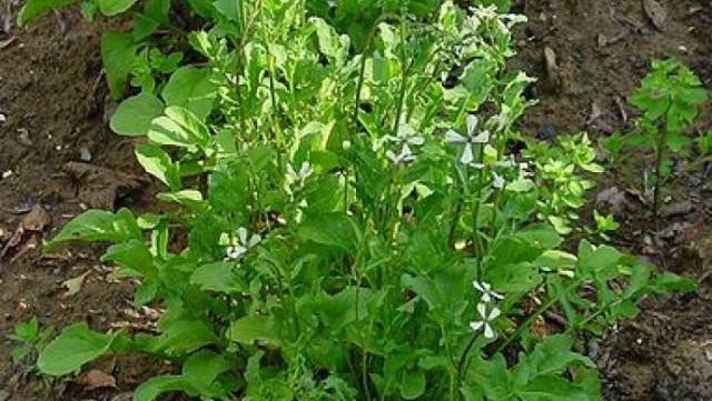 Arugula: the best varieties