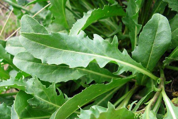 Arugula: the best varieties