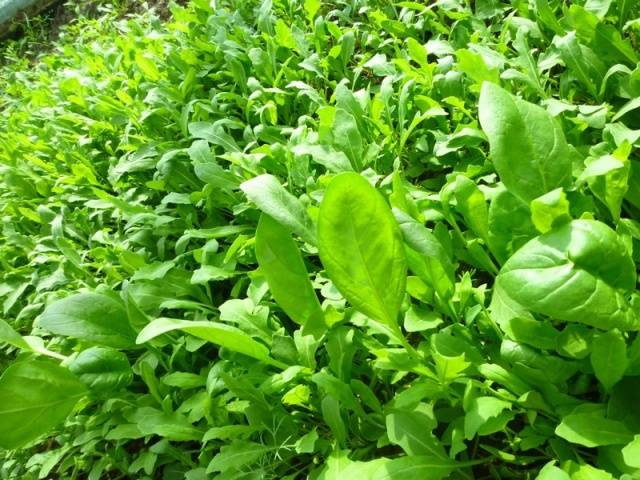 Arugula: the best varieties