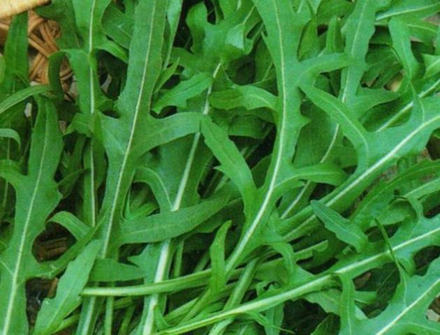 Arugula: the best varieties