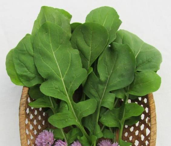 Arugula: the best varieties