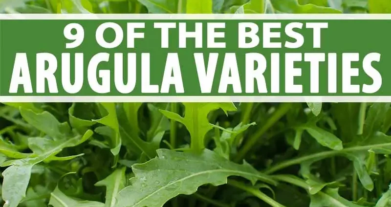 Arugula: the best varieties