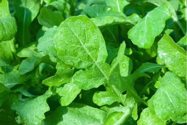 Arugula: the best varieties