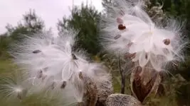 Asclepias Syriaca (Syrian): photo, growing from seeds