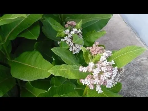 Asclepias Syriaca (Syrian): photo, growing from seeds