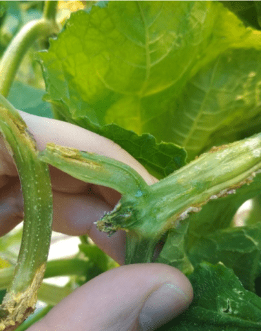 Ascochitosis of cucumbers (black rot) in a greenhouse: photo and treatment