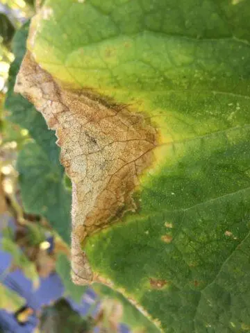 Ascochitosis of cucumbers (black rot) in a greenhouse: photo and treatment