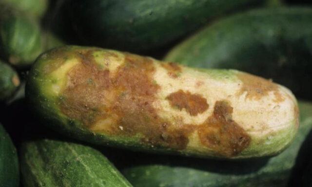 Ascochitosis of cucumbers (black rot) in a greenhouse: photo and treatment