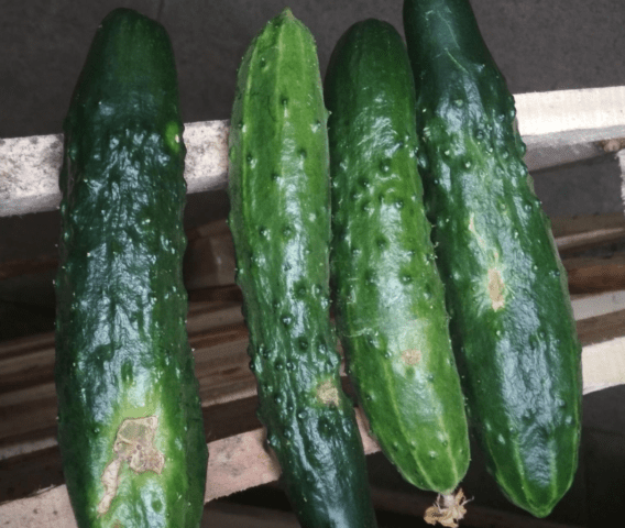 Ascochitosis of cucumbers (black rot) in a greenhouse: photo and treatment