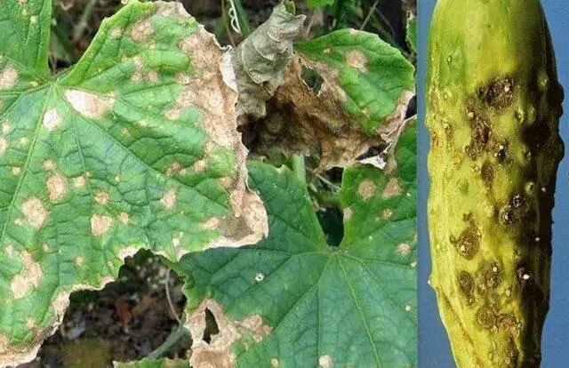 Ascochitosis of cucumbers (black rot) in a greenhouse: photo and treatment