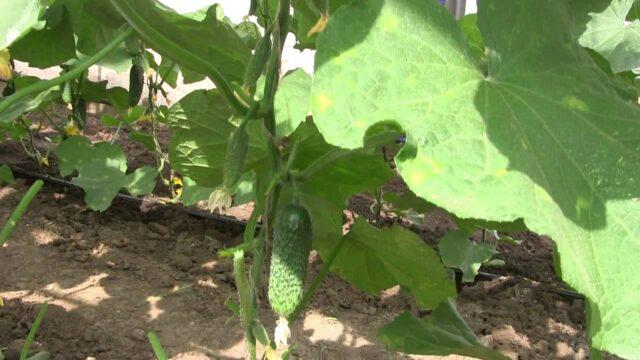 Ascochitosis of cucumbers (black rot) in a greenhouse: photo and treatment