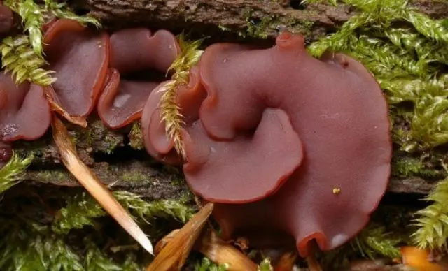 Ascocorine cilichnium: photo and description of the fungus