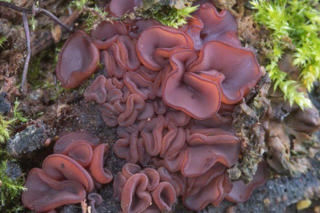 Ascocorine cilichnium: photo and description of the fungus