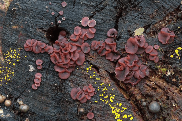 Ascocorine cilichnium: photo and description of the fungus