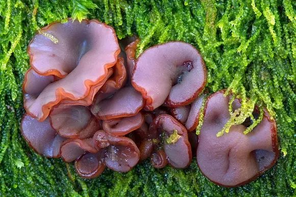 Ascocoryne cylichnium (Ascocoryne cylichnium) photo and description