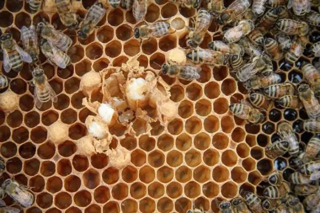 Ascospherosis of bees: how and what to treat