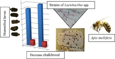 Ascospherosis of bees: how and what to treat