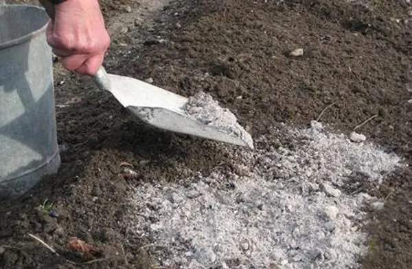 Ash as fertilizer: how to apply to plants