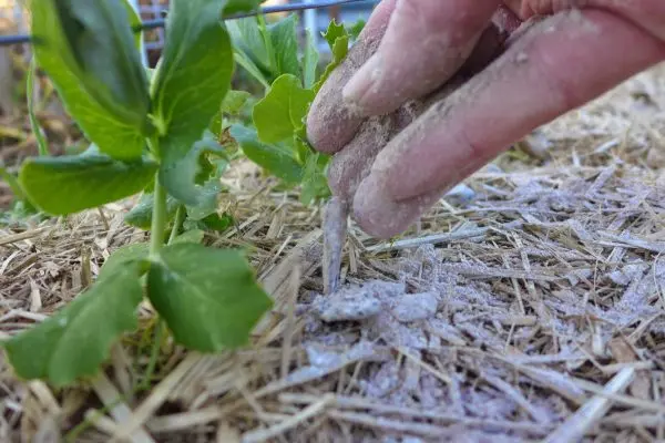 Ash as fertilizer: how to apply to plants