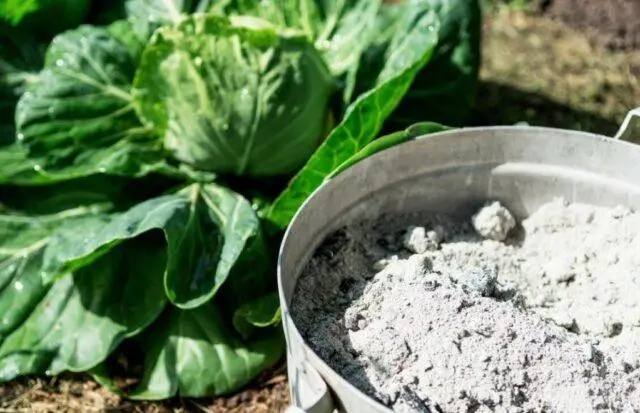 Ash for cabbage: application from pests and diseases