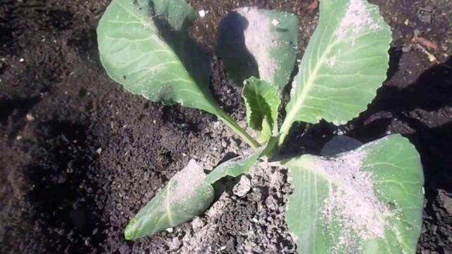 Ash for cabbage: application from pests and diseases