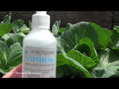 Ash for cabbage: application from pests and diseases