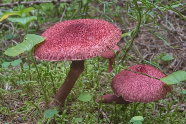 Asian boletin: where it grows and what it looks like