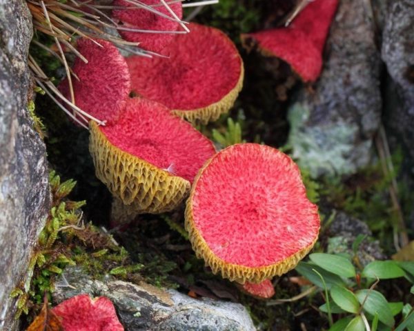 Asian boletin: where it grows and what it looks like