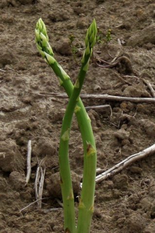 Asparagus Arzhentelskaya: growing from seeds, reviews