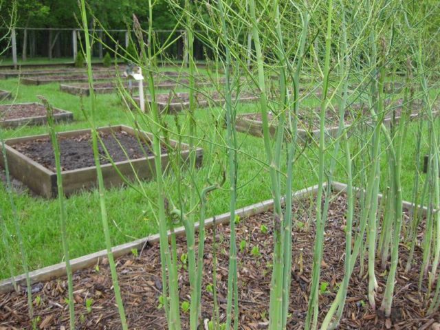 Asparagus Arzhentelskaya: growing from seeds, reviews