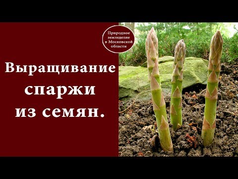 Asparagus Arzhentelskaya: growing from seeds, reviews