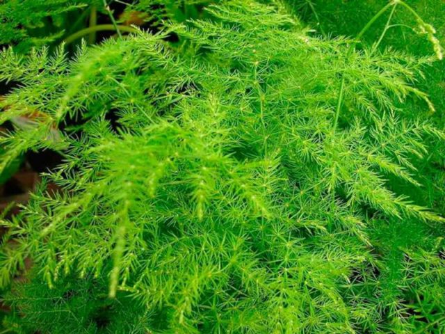 Asparagus Arzhentelskaya: growing from seeds, reviews