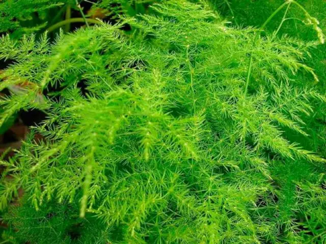 Asparagus Arzhentelskaya: growing from seeds, reviews