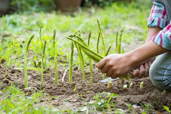 Asparagus Arzhentelskaya: growing from seeds, reviews