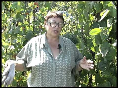 Asparagus beans: cultivation and care in the open field