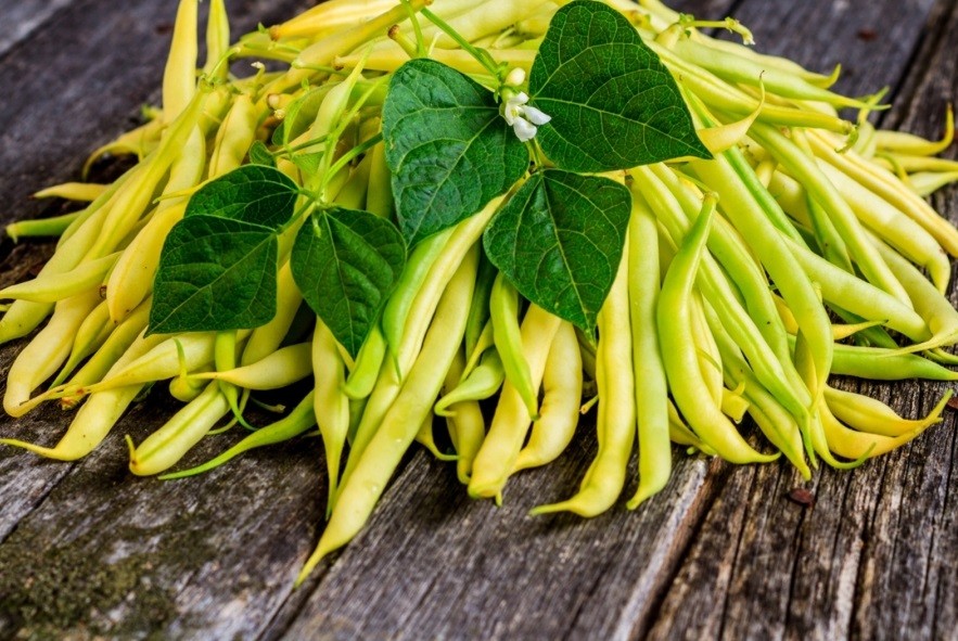 Asparagus beans: cultivation and care in the open field